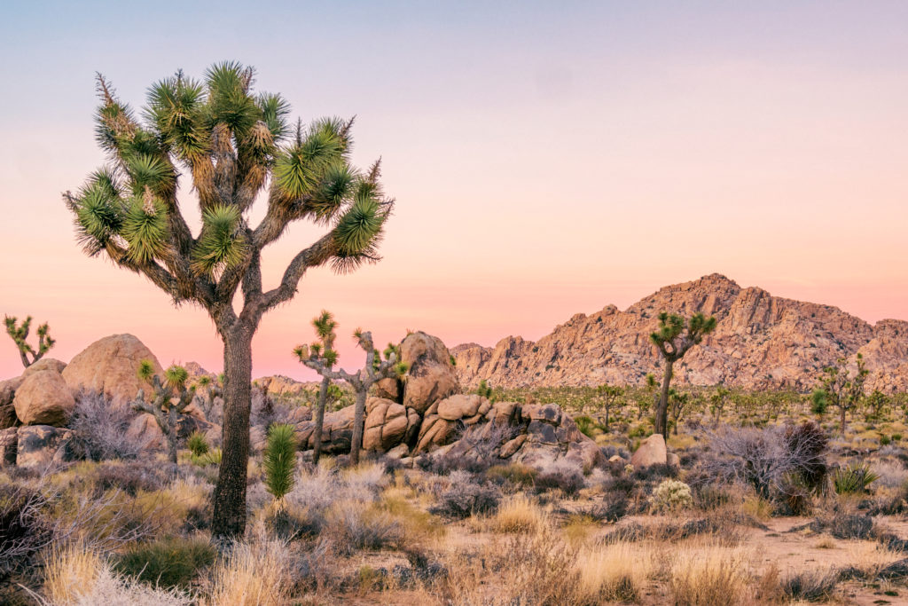 A photo of a Joshua tree at Joshua Tree National Park.