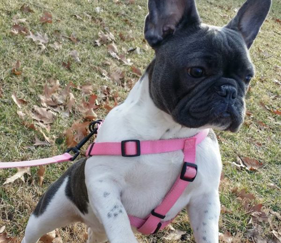 A small dog on a harness outside.